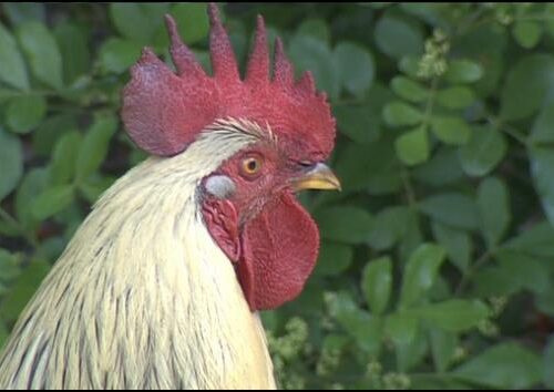 Wild chickens take over Miami while some embrace roosters as a cultural symbolWSVN 7News | Miami News, Weather, Sports | Fort Lauderdale